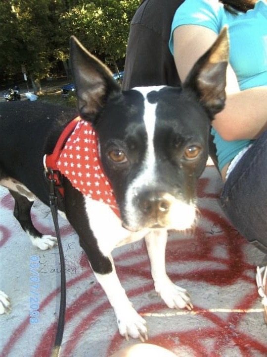 Sammich wearing a red bandana outdoors