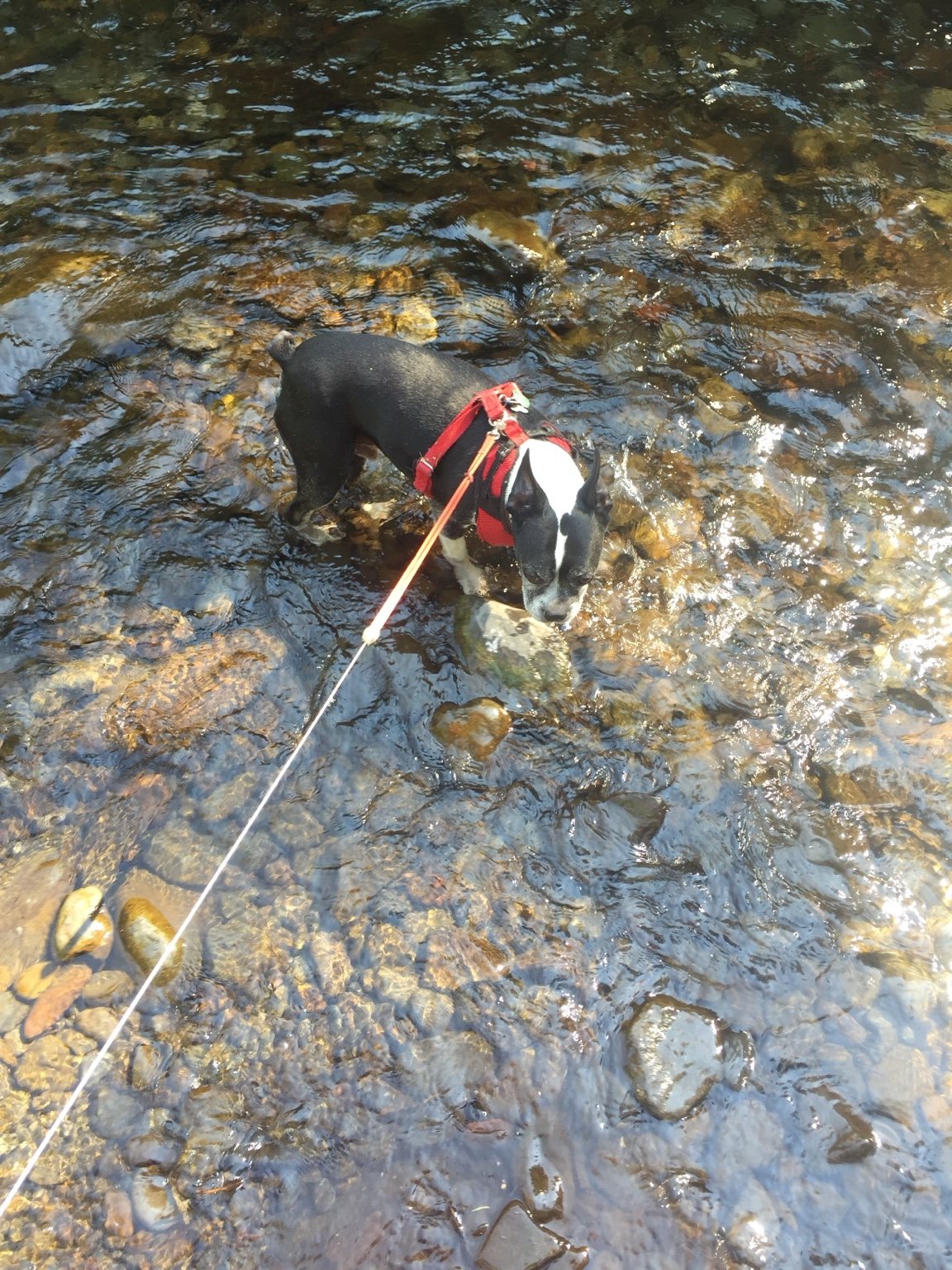 Sammich exploring a shallow rocky creek in a red harness