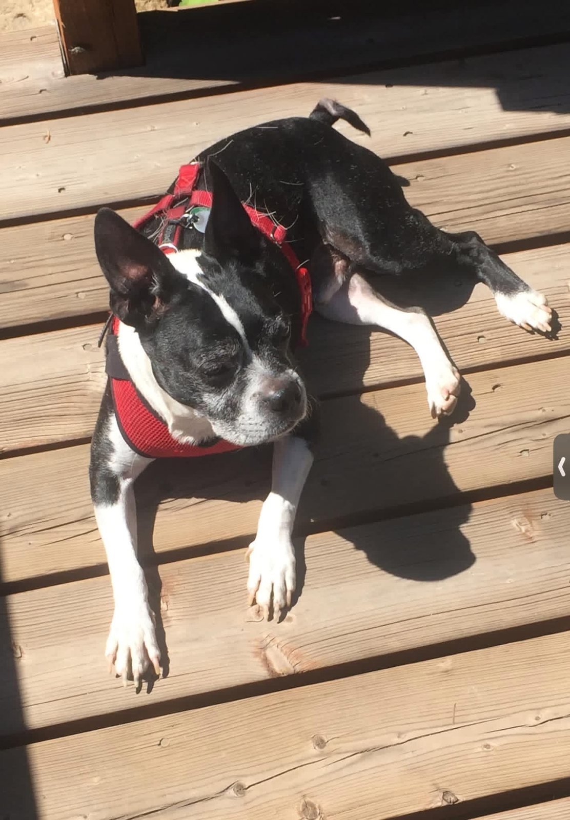 Sammich, a black-and-white Boston terrier, relaxing in a red harness on a sunny wooden deck