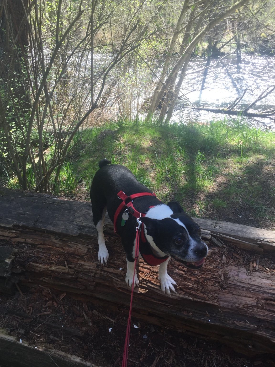 Sammich standing on a fallen log near the water
