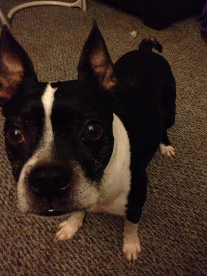 A close portrait of Sammich looking toward the camera