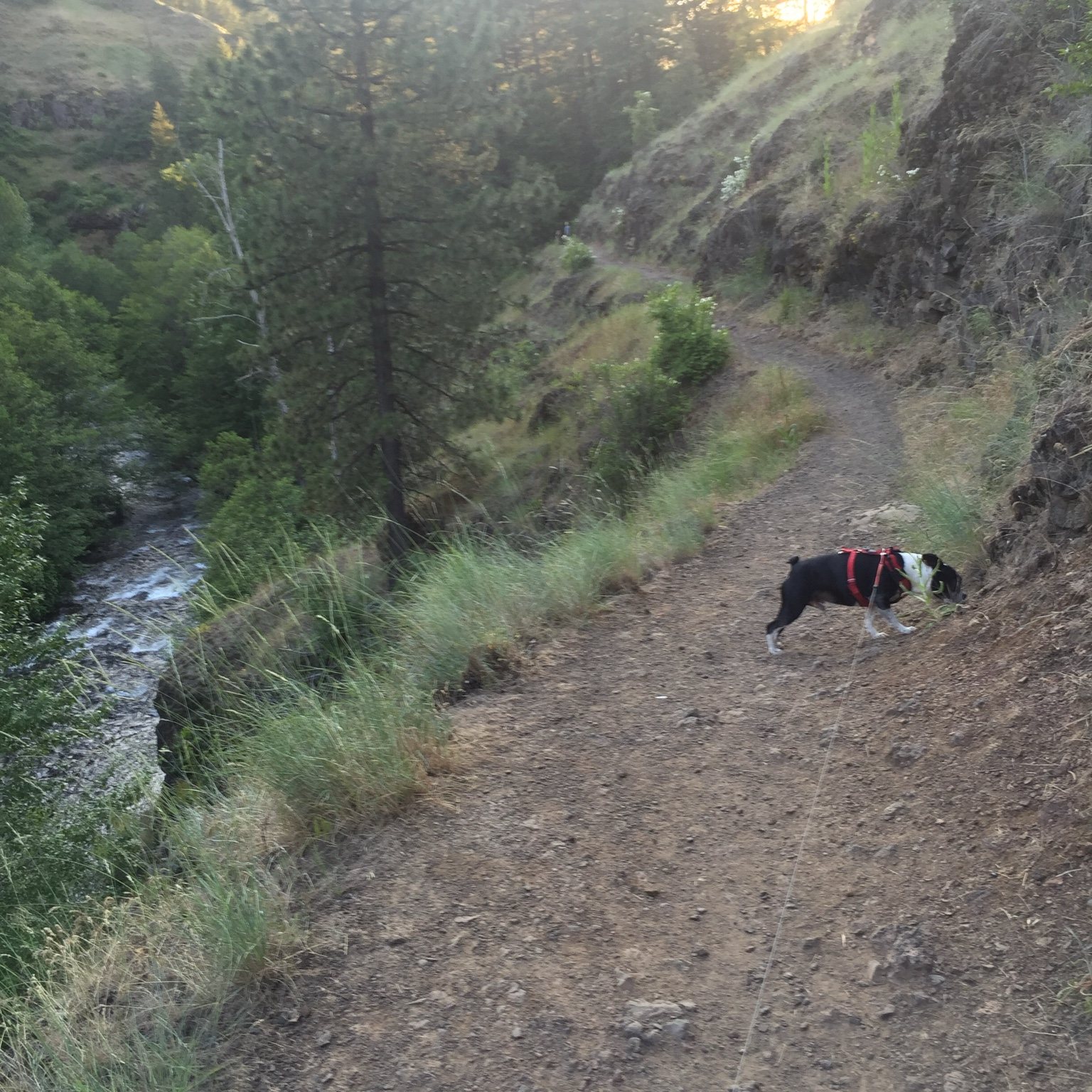 Sammich on a wooded trail above a river